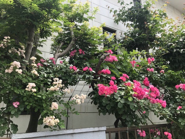 IMG_4117　当麻清水邸.jpg